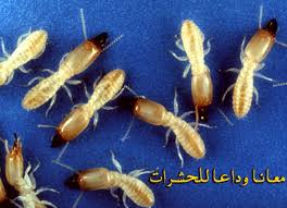 مكافحة النمل الابيض بالاحساء