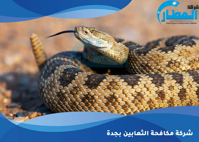 شركة مكافحة الثعابين بجدة 0556654025 اتصل الآن شركة العطار