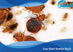 شركة مكافحة العتة بجدة 0556654025 اتصل الآن شركة العطار